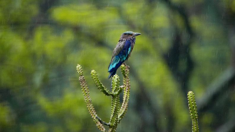 Indian Roller (Blue Jay), called ‘Palapitta‘ in Telugu